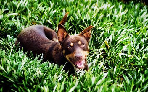 https://images.dog.ceo/breeds/kelpie/n02105412_855.jpg