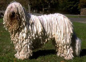 https://images.dog.ceo/breeds/komondor/n02105505_1024.jpg