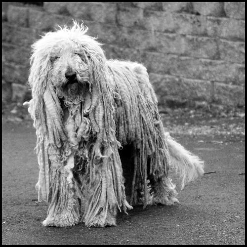 https://images.dog.ceo/breeds/komondor/n02105505_1077.jpg