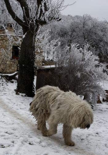 https://images.dog.ceo/breeds/komondor/n02105505_1145.jpg