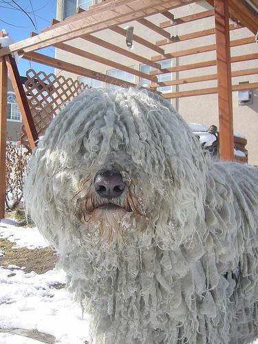 https://images.dog.ceo/breeds/komondor/n02105505_1159.jpg