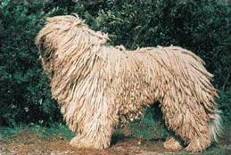 https://images.dog.ceo/breeds/komondor/n02105505_1272.jpg