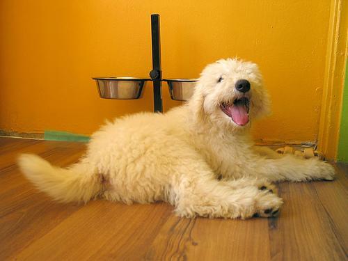 https://images.dog.ceo/breeds/komondor/n02105505_1293.jpg