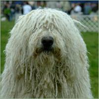 https://images.dog.ceo/breeds/komondor/n02105505_1383.jpg