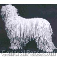 https://images.dog.ceo/breeds/komondor/n02105505_1406.jpg