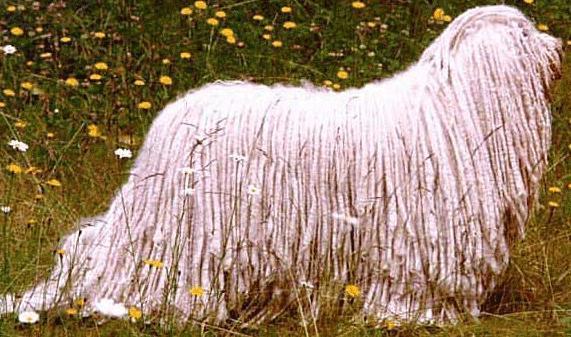 https://images.dog.ceo/breeds/komondor/n02105505_1426.jpg