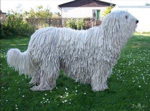 https://images.dog.ceo/breeds/komondor/n02105505_1443.jpg