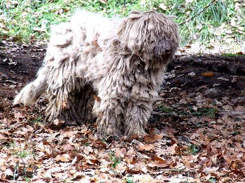 https://images.dog.ceo/breeds/komondor/n02105505_1541.jpg