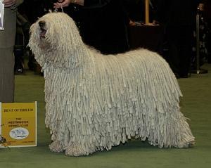 https://images.dog.ceo/breeds/komondor/n02105505_1657.jpg