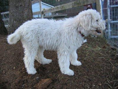 https://images.dog.ceo/breeds/komondor/n02105505_192.jpg