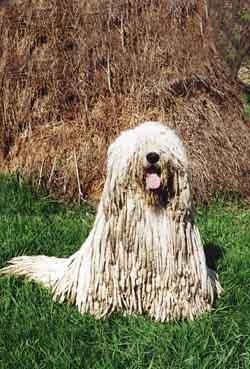 https://images.dog.ceo/breeds/komondor/n02105505_2037.jpg