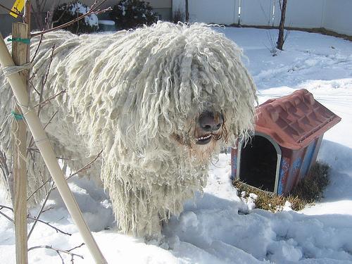 https://images.dog.ceo/breeds/komondor/n02105505_2043.jpg