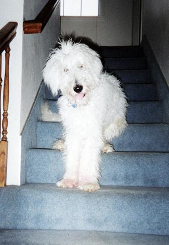 https://images.dog.ceo/breeds/komondor/n02105505_2101.jpg