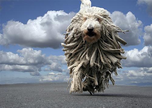 https://images.dog.ceo/breeds/komondor/n02105505_2156.jpg