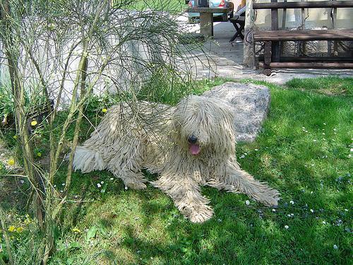 https://images.dog.ceo/breeds/komondor/n02105505_2270.jpg