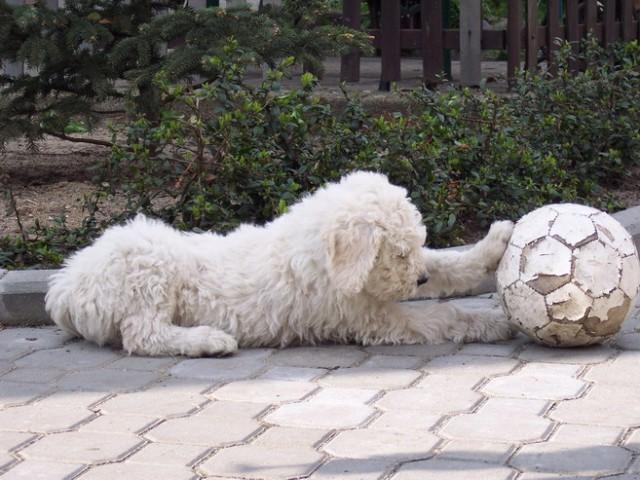 https://images.dog.ceo/breeds/komondor/n02105505_2281.jpg