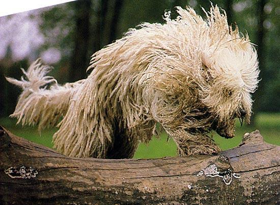 https://images.dog.ceo/breeds/komondor/n02105505_2316.jpg