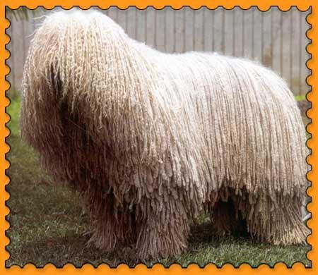 https://images.dog.ceo/breeds/komondor/n02105505_2489.jpg