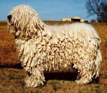 https://images.dog.ceo/breeds/komondor/n02105505_2548.jpg