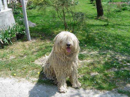 https://images.dog.ceo/breeds/komondor/n02105505_2570.jpg