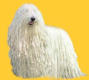 https://images.dog.ceo/breeds/komondor/n02105505_2592.jpg