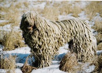 https://images.dog.ceo/breeds/komondor/n02105505_2872.jpg