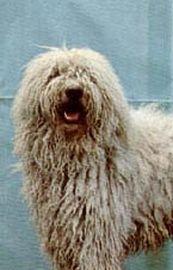 https://images.dog.ceo/breeds/komondor/n02105505_2886.jpg