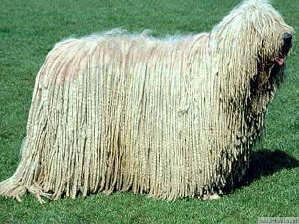 https://images.dog.ceo/breeds/komondor/n02105505_2942.jpg