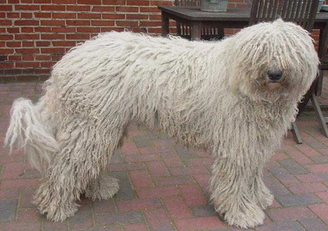 https://images.dog.ceo/breeds/komondor/n02105505_3002.jpg