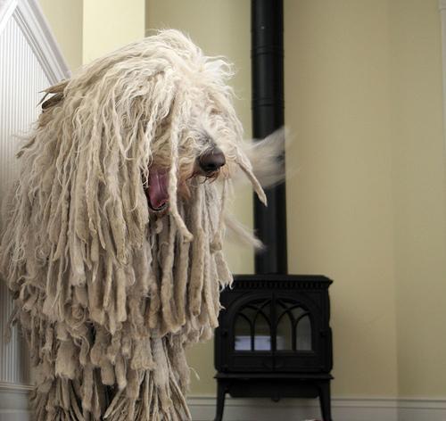 https://images.dog.ceo/breeds/komondor/n02105505_3050.jpg