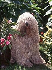 https://images.dog.ceo/breeds/komondor/n02105505_3132.jpg