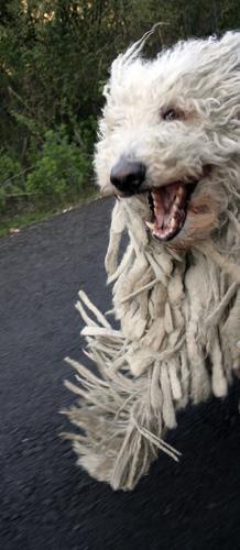 https://images.dog.ceo/breeds/komondor/n02105505_3328.jpg