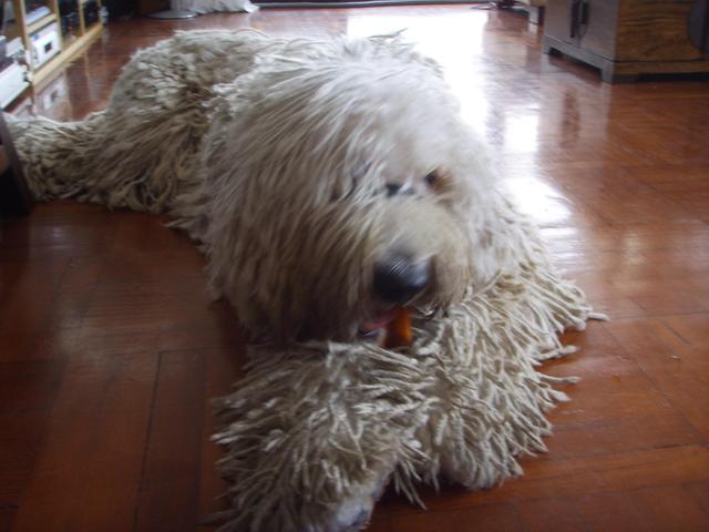 https://images.dog.ceo/breeds/komondor/n02105505_3356.jpg