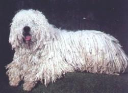 https://images.dog.ceo/breeds/komondor/n02105505_3380.jpg