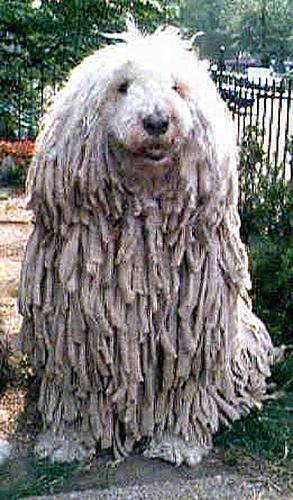 https://images.dog.ceo/breeds/komondor/n02105505_3389.jpg