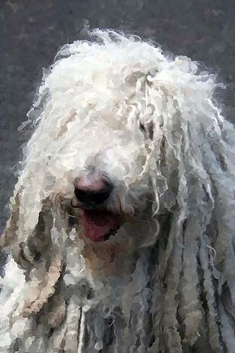 https://images.dog.ceo/breeds/komondor/n02105505_3444.jpg