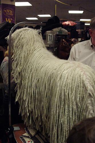 https://images.dog.ceo/breeds/komondor/n02105505_345.jpg