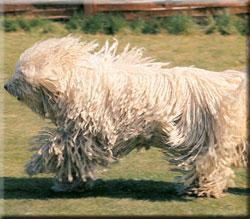 https://images.dog.ceo/breeds/komondor/n02105505_3564.jpg