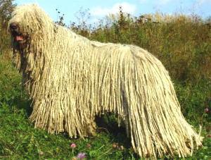 https://images.dog.ceo/breeds/komondor/n02105505_3576.jpg