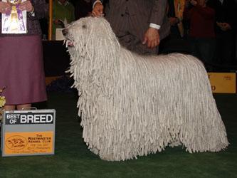 https://images.dog.ceo/breeds/komondor/n02105505_3617.jpg