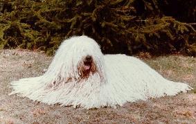 https://images.dog.ceo/breeds/komondor/n02105505_3679.jpg