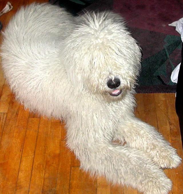 https://images.dog.ceo/breeds/komondor/n02105505_3698.jpg