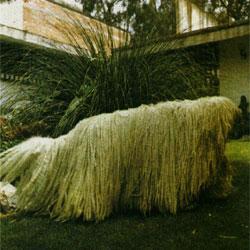 https://images.dog.ceo/breeds/komondor/n02105505_3705.jpg