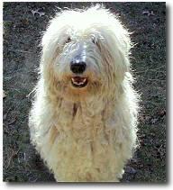 https://images.dog.ceo/breeds/komondor/n02105505_3706.jpg