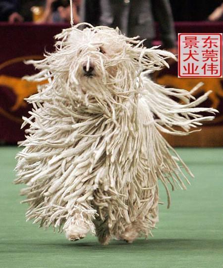 https://images.dog.ceo/breeds/komondor/n02105505_3713.jpg