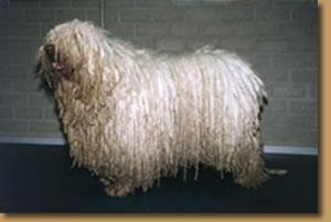 https://images.dog.ceo/breeds/komondor/n02105505_3721.jpg