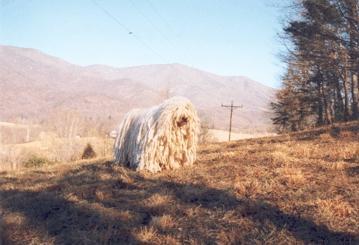 https://images.dog.ceo/breeds/komondor/n02105505_3723.jpg