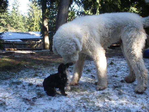 https://images.dog.ceo/breeds/komondor/n02105505_3738.jpg