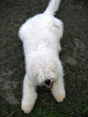 https://images.dog.ceo/breeds/komondor/n02105505_3744.jpg