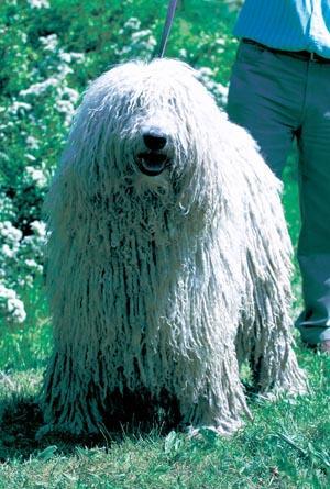 https://images.dog.ceo/breeds/komondor/n02105505_3784.jpg